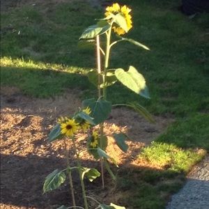 Meet your Posher, Jackie